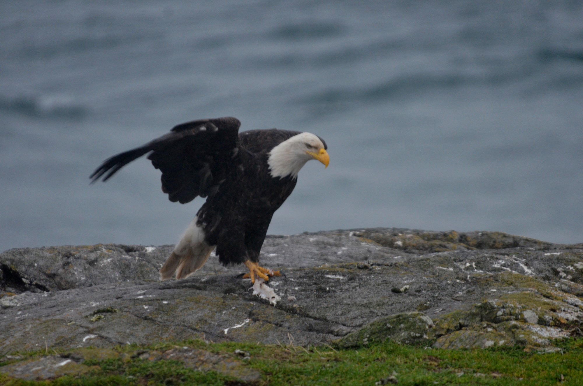 Bald Eagle with catch