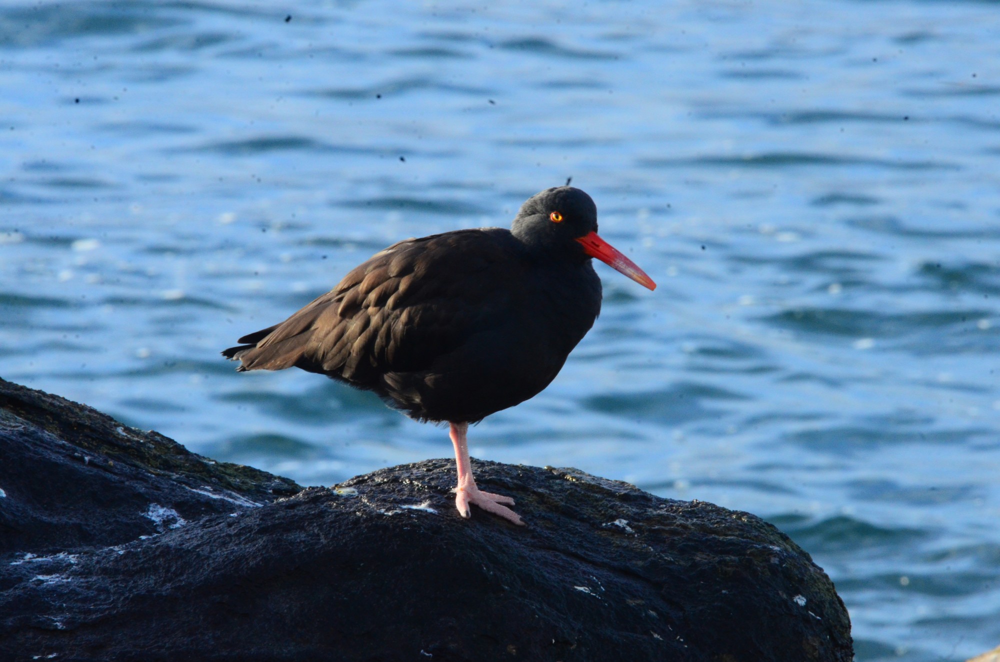 Black Oystercatcher