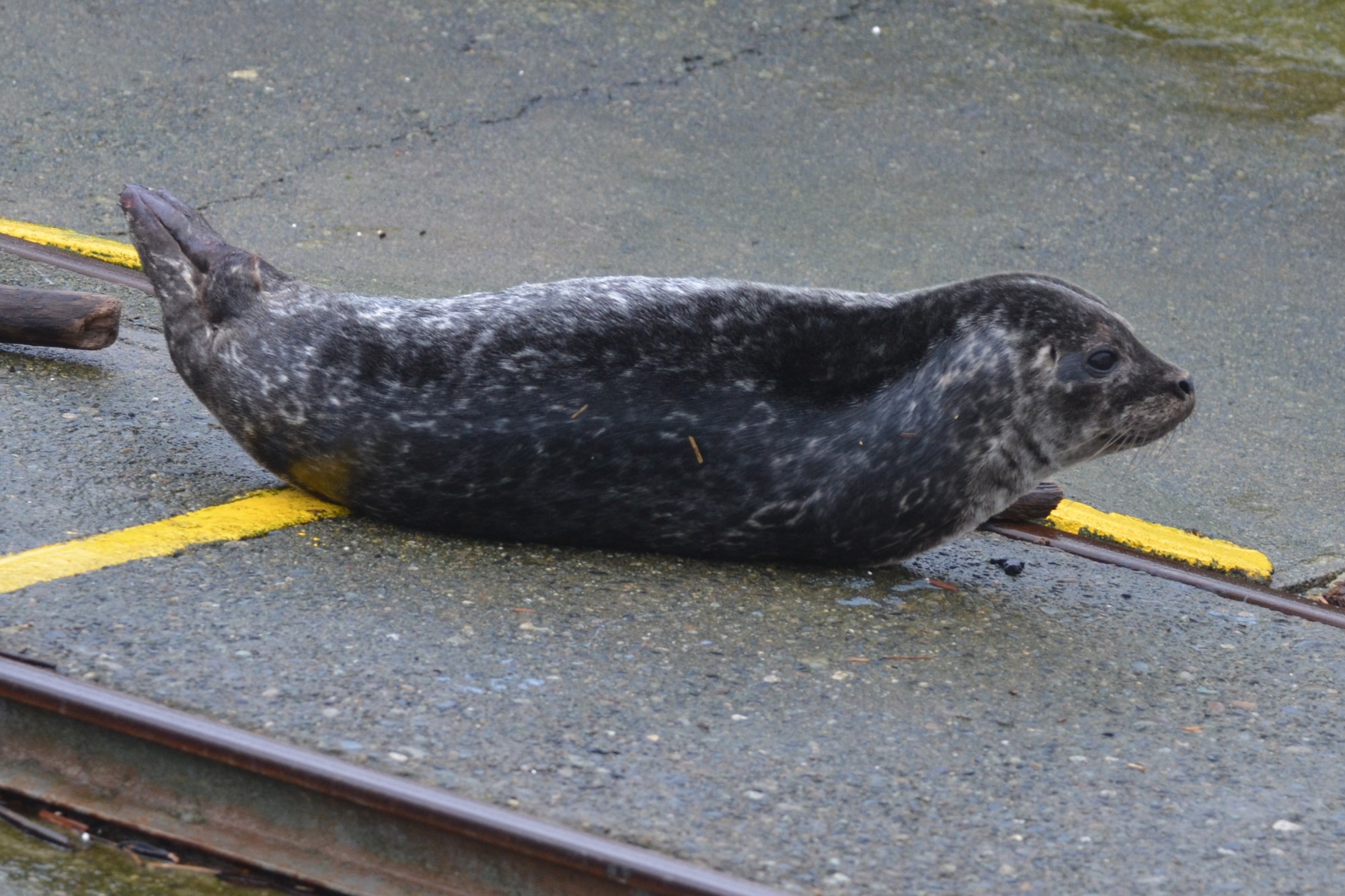 Baby Harbour seal -Around 2 ft long
