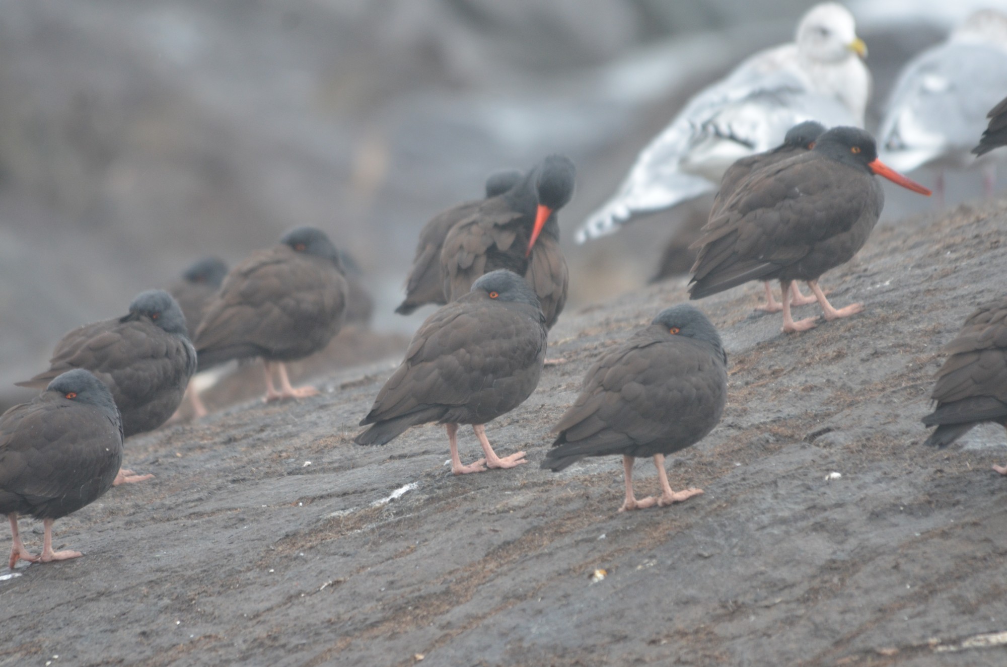 Black Oystercatchers preening and hiding from the wind