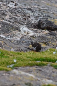 Black Turnstone