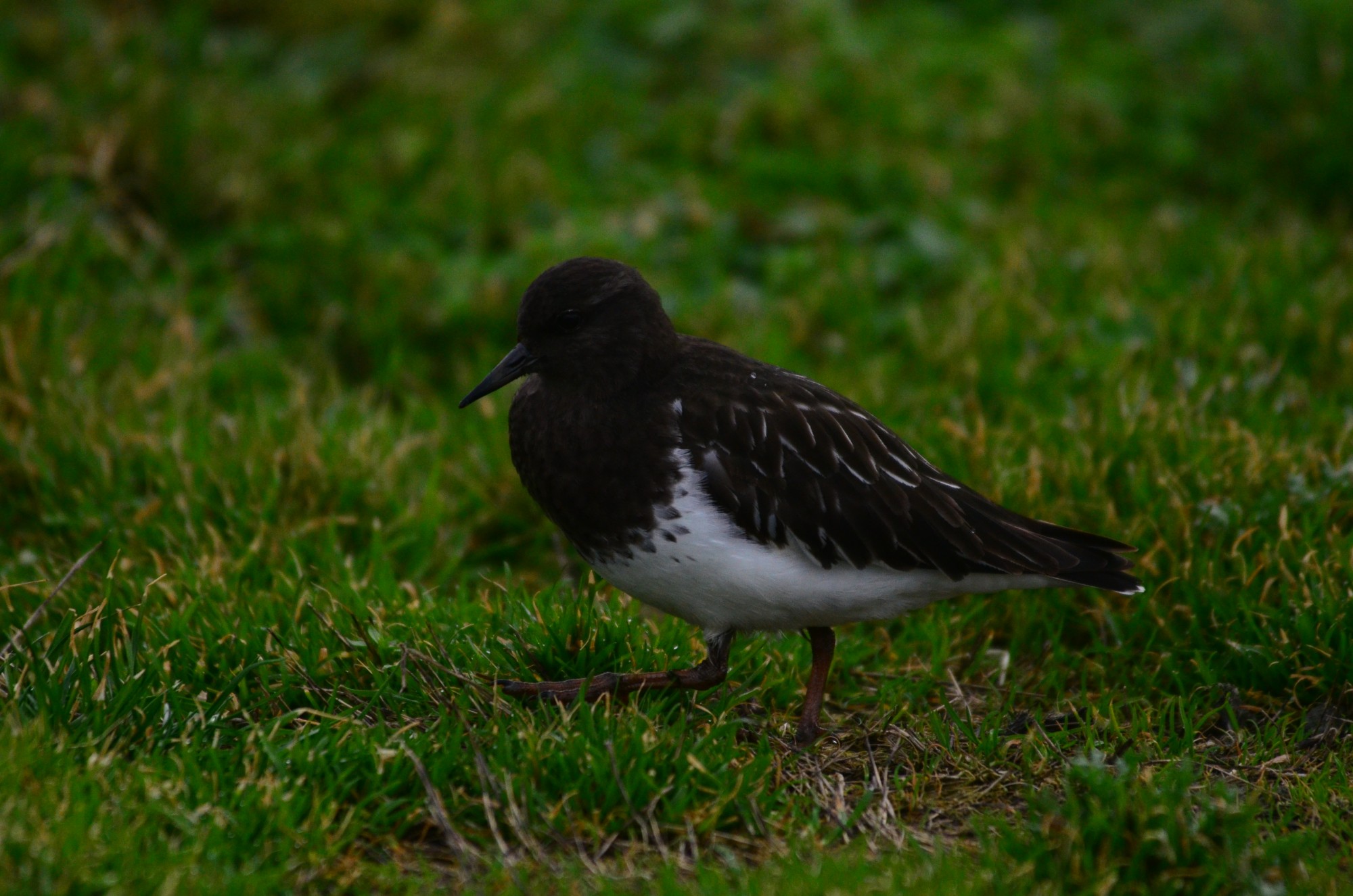 Black Turnstone