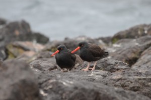 Black oystercatchers