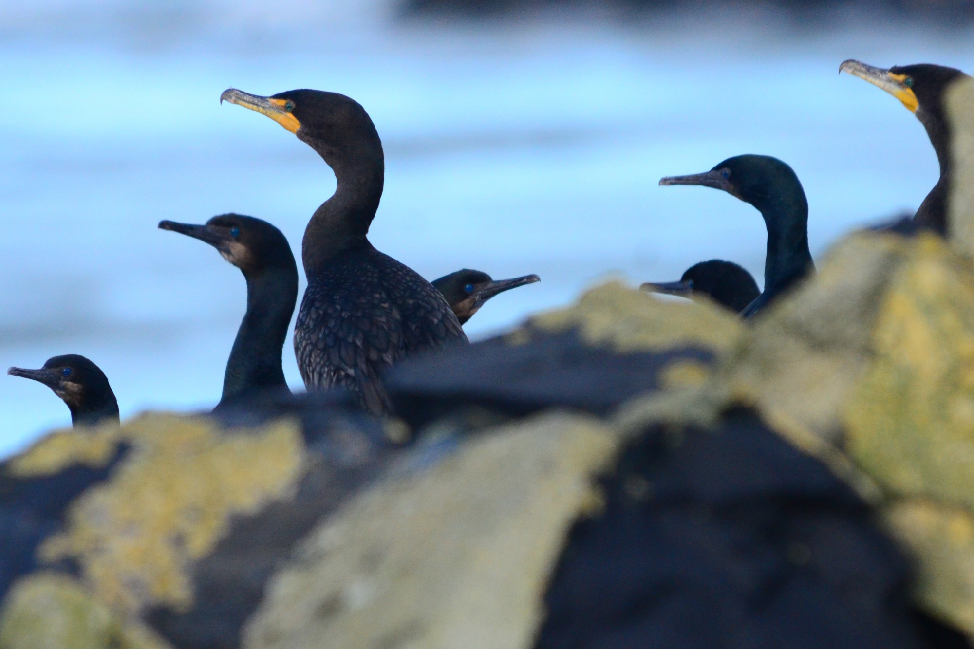 Brandt's and Double-crested Cormorants