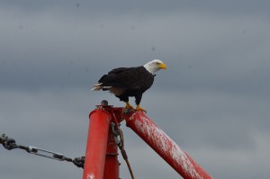 Buffeted Bald Eagle