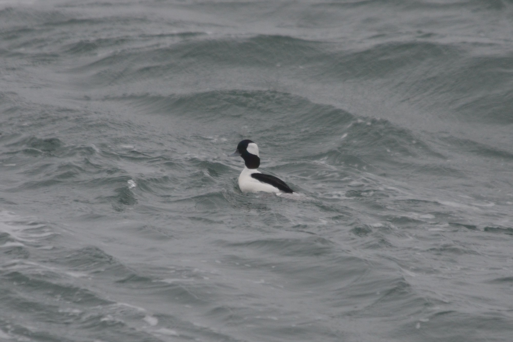 Male Bufflehead