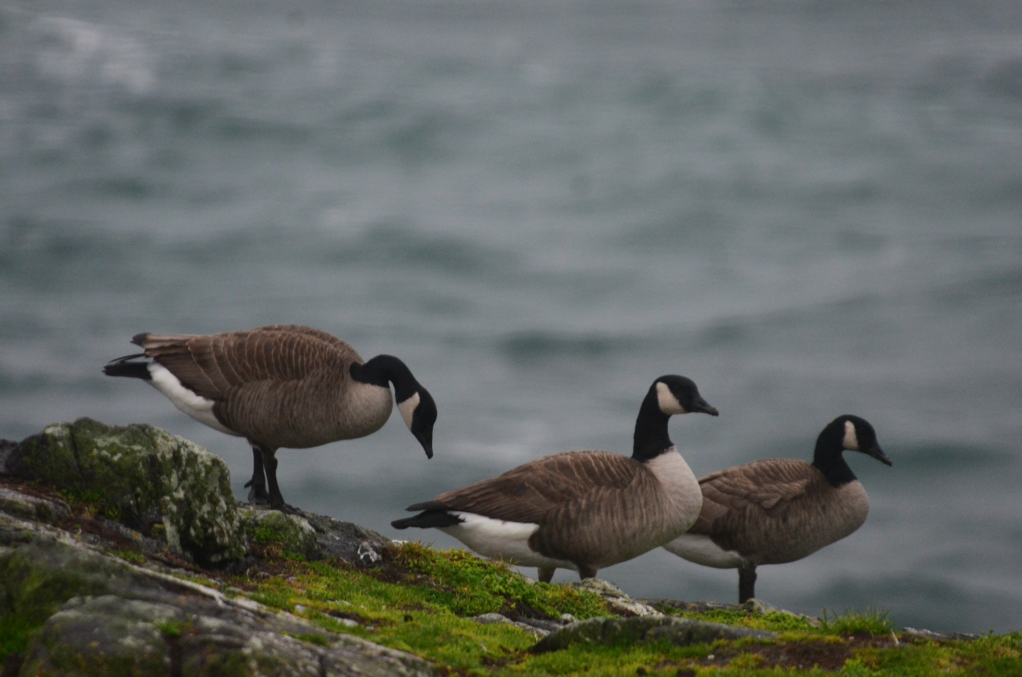 Canadian Geese