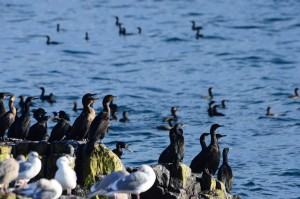 Cormorants