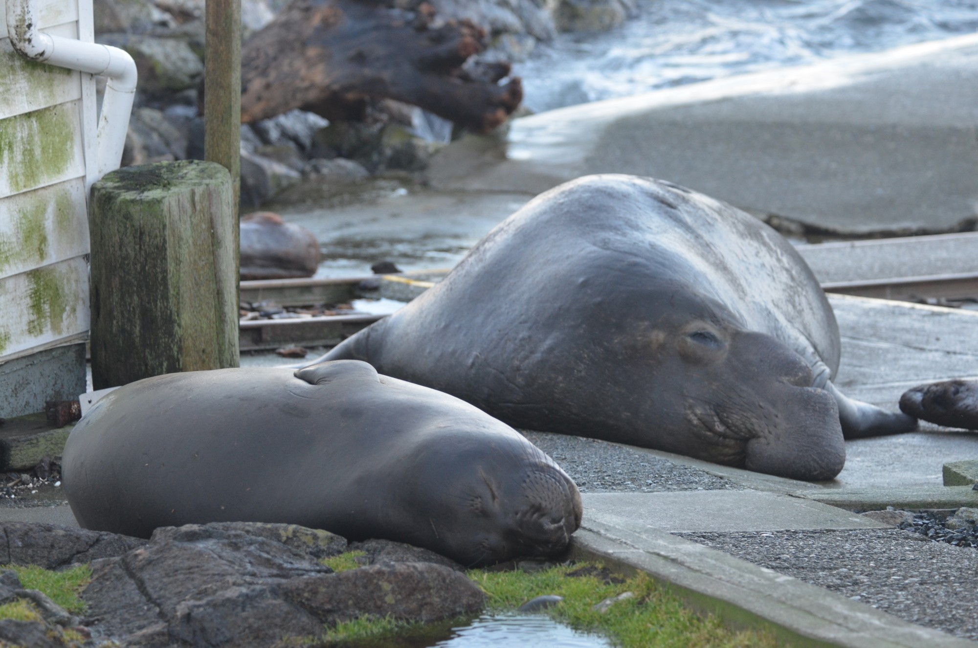 Male and Female Elephant seal