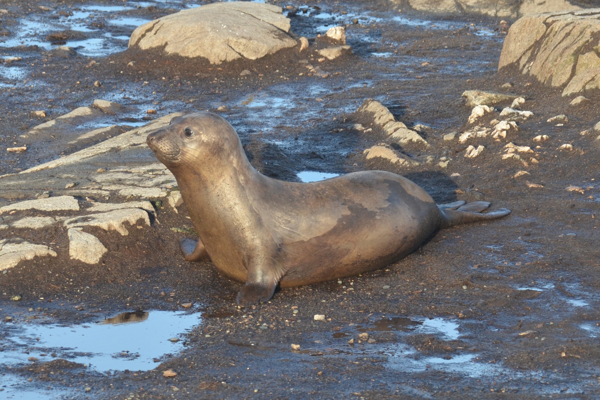 New Elephant seal