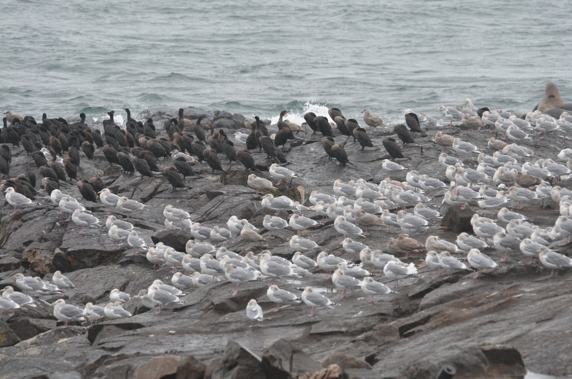 Flocks on the rocks