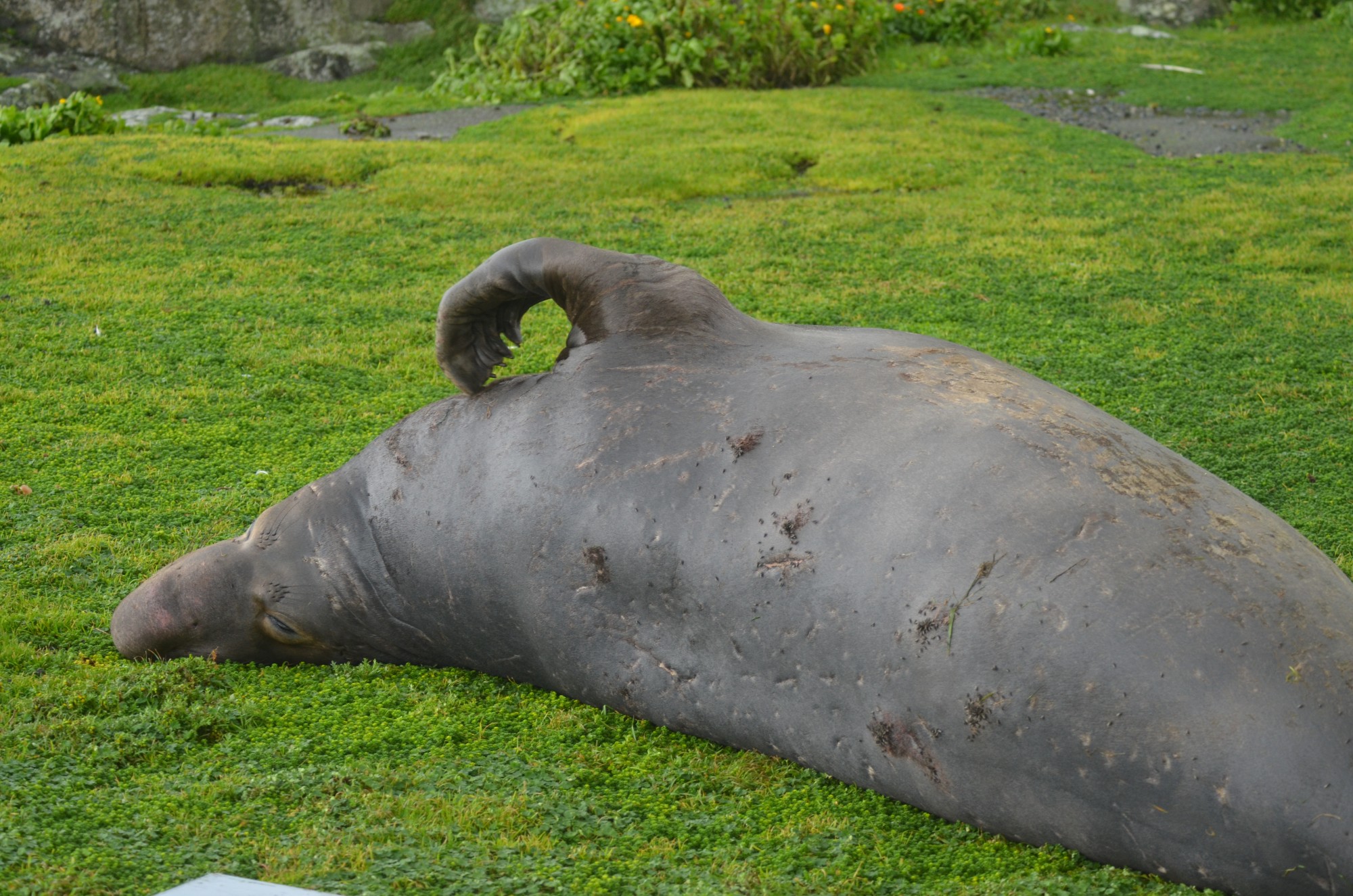 Scratching. Not surprising with all those Kelp flies on old wounds