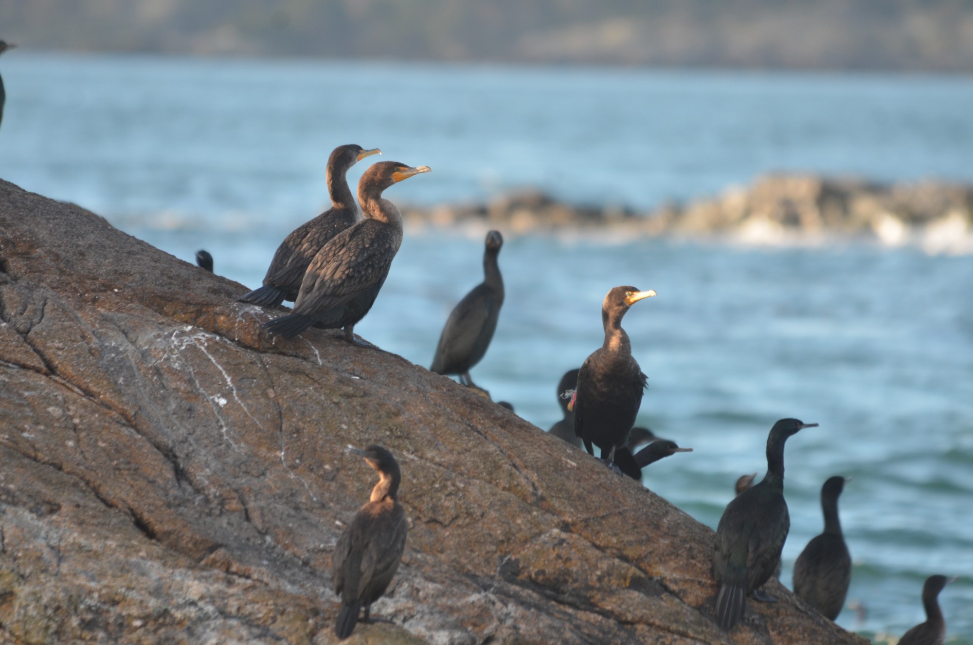 Cormorants