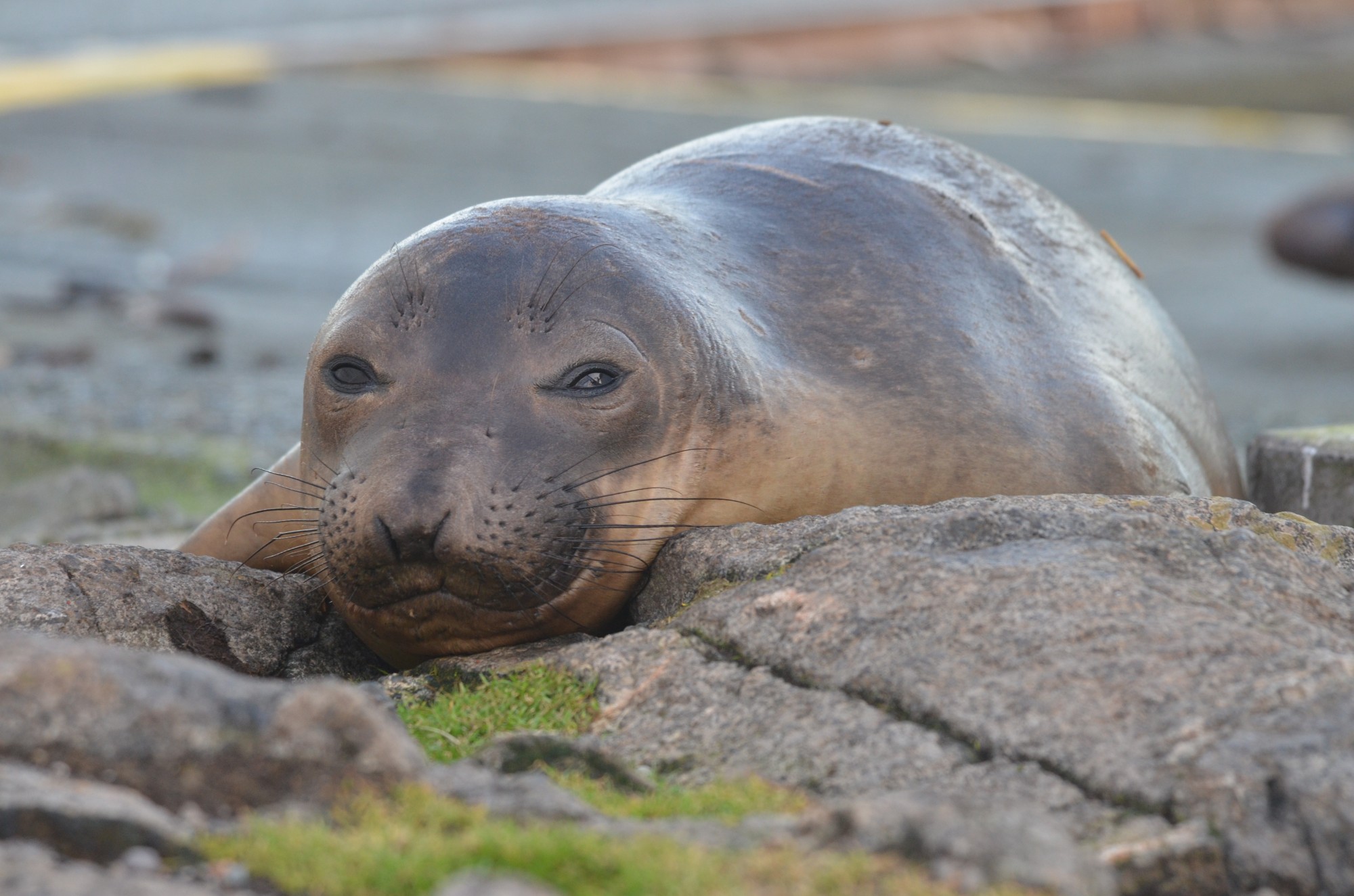 Female Elephant seal