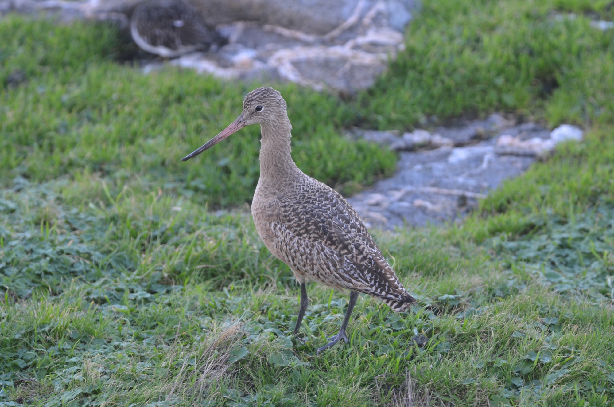 Marbled Godwit still around the main isalnd