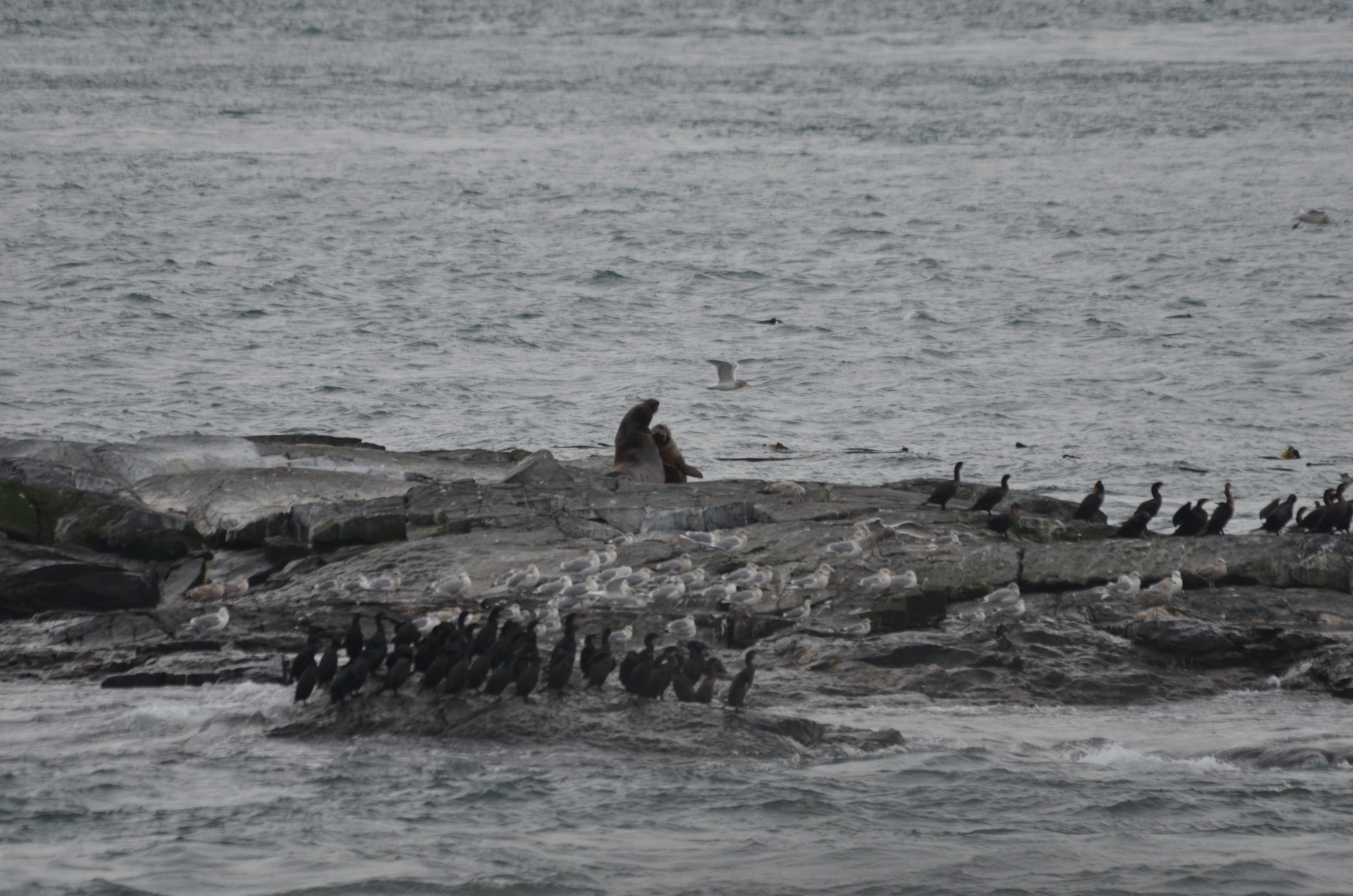 Female Elephant seals fighting on Middle Rocks