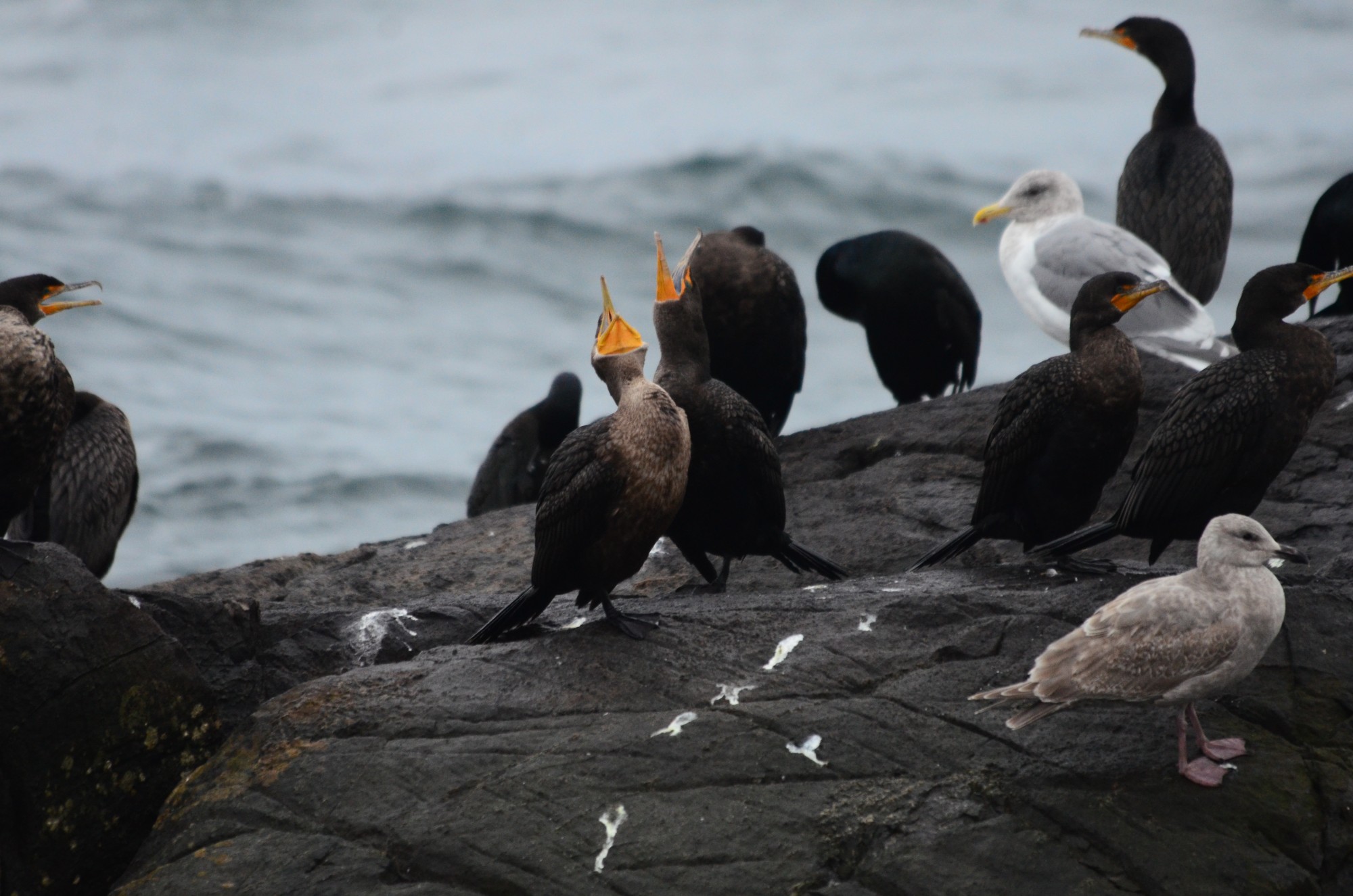 Double-crested Cormorants