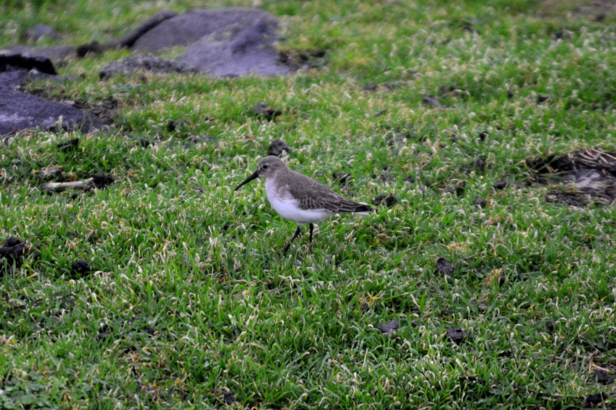 Dunlin