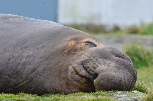 Elephant Seal Snoozing