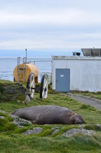 Elephant seal guarding the energy centre