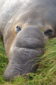 Elephant seal hiding from the storm