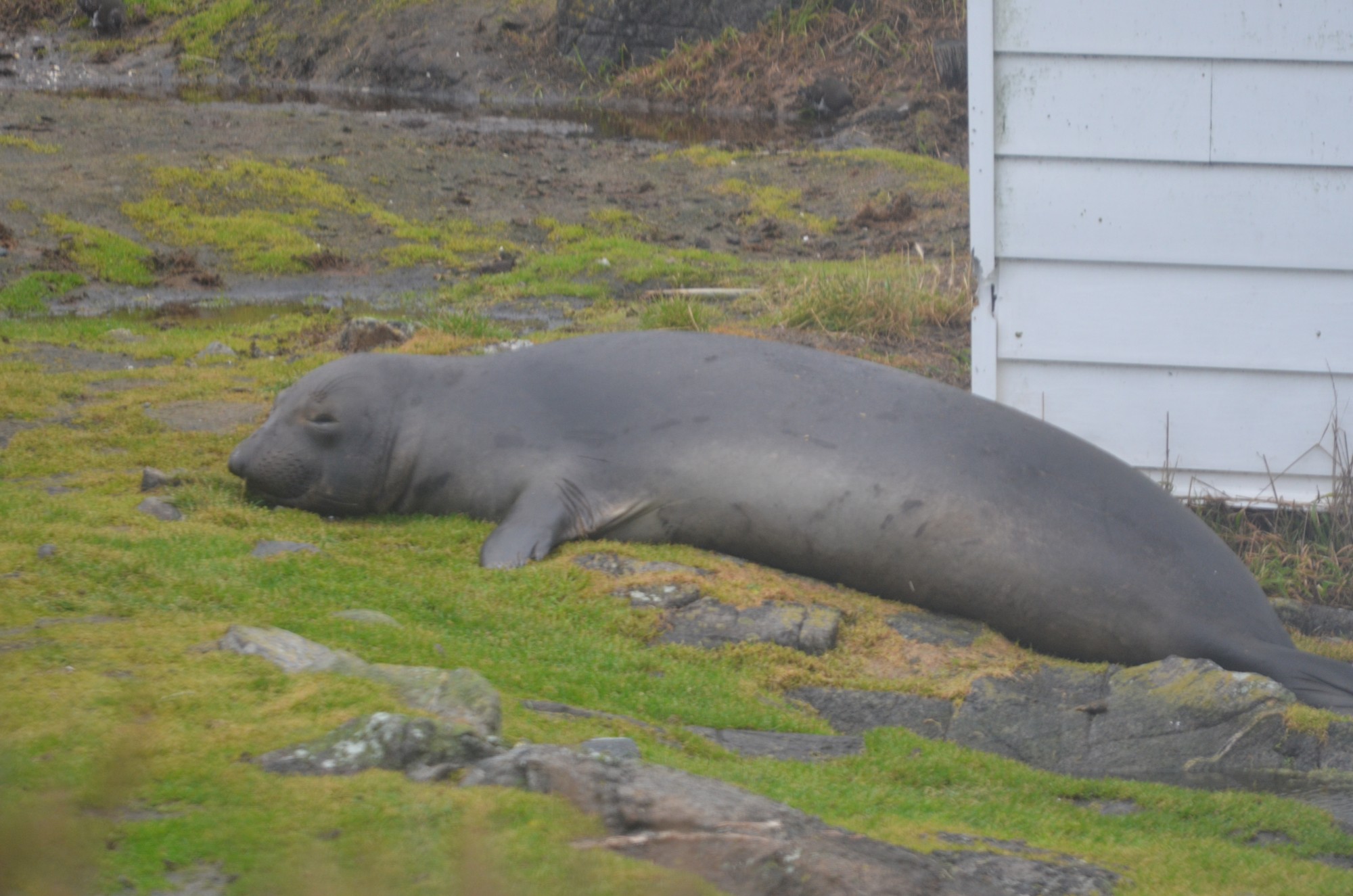 Female Elephant Seal