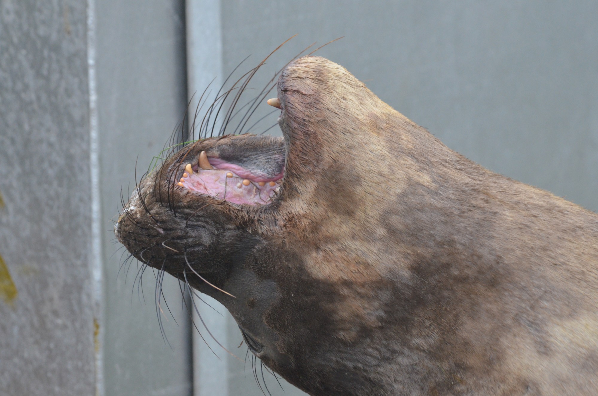 Female Elephant seal 