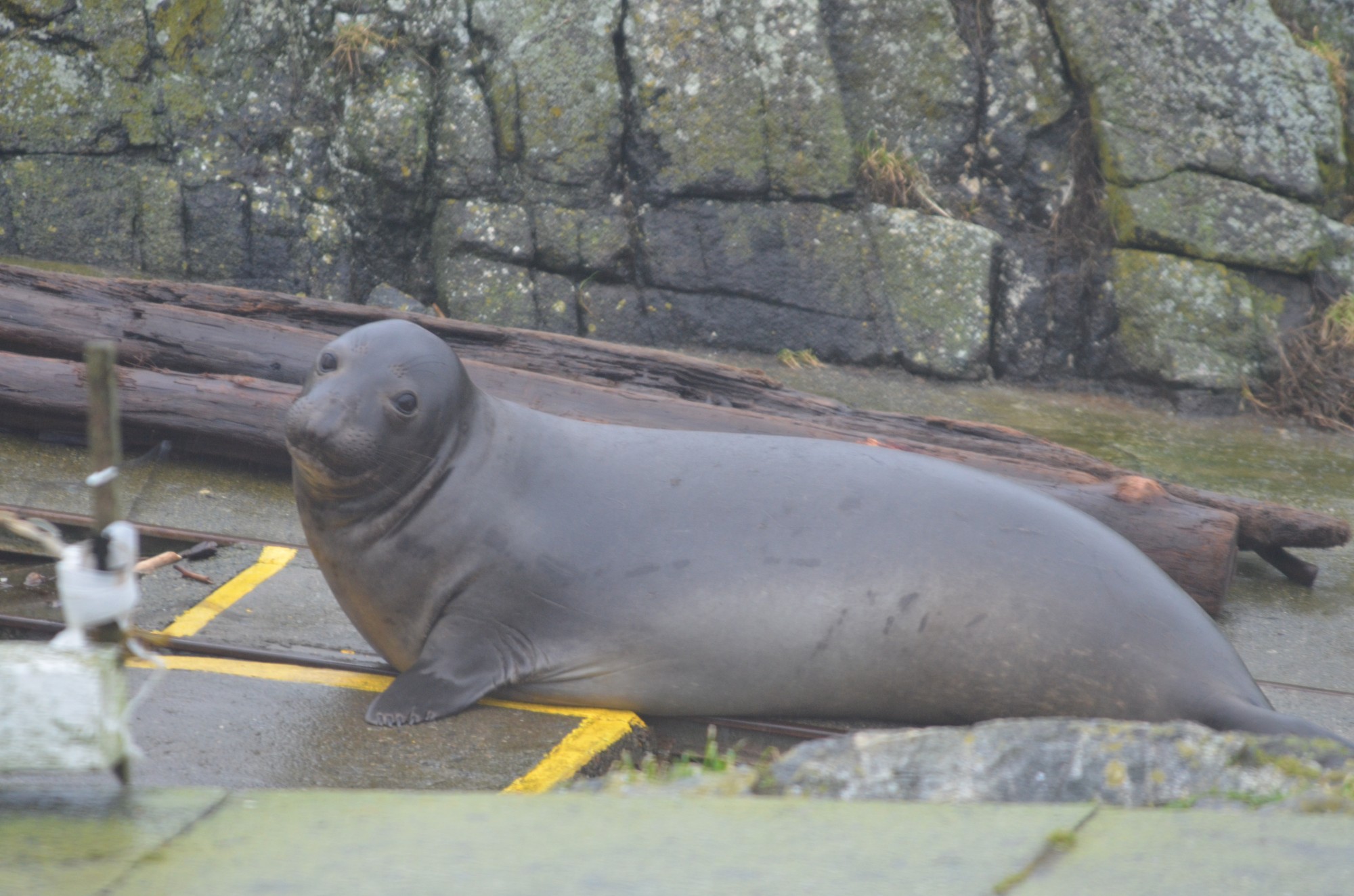 Female Elephant seal