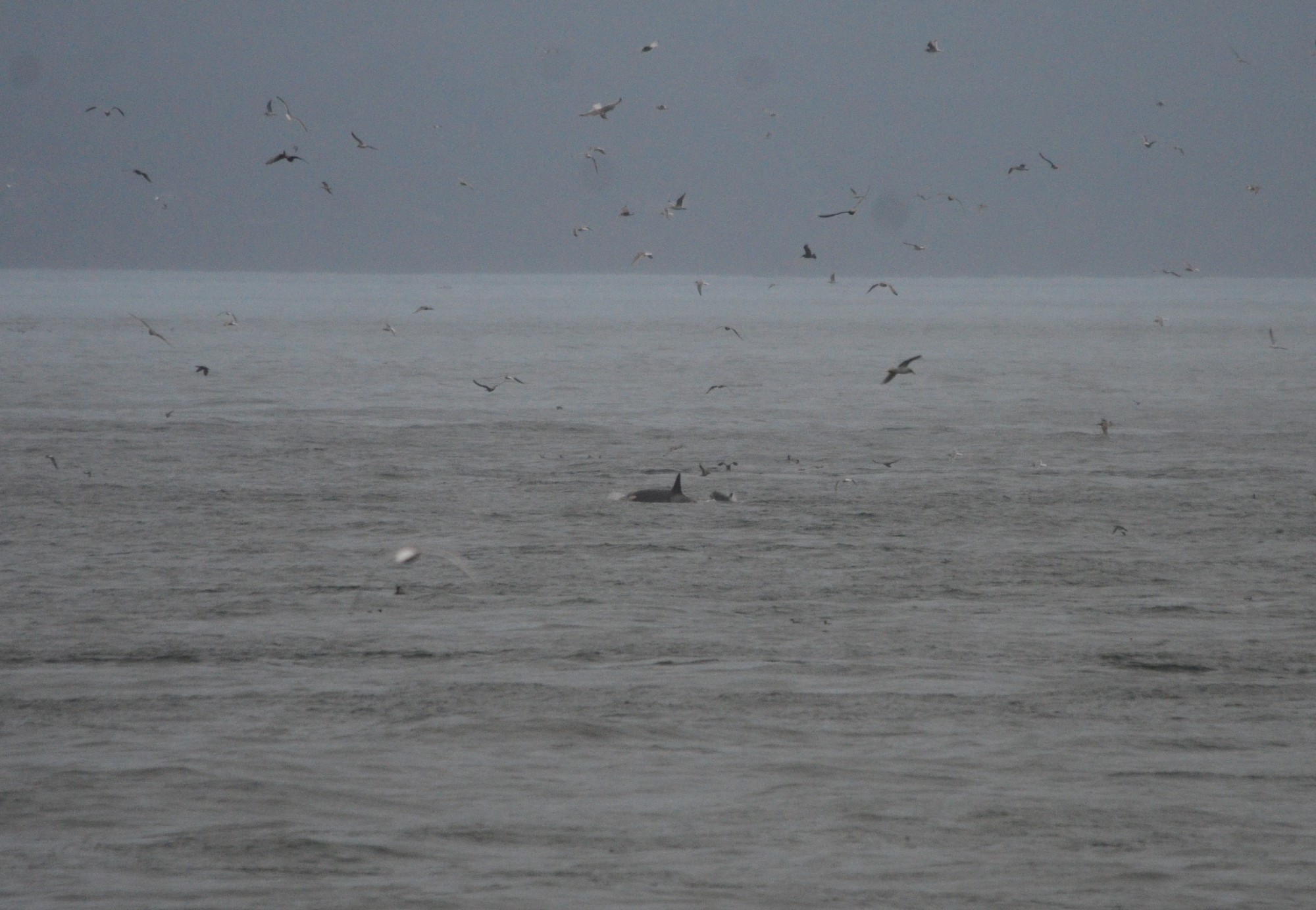 Female Orca and calf