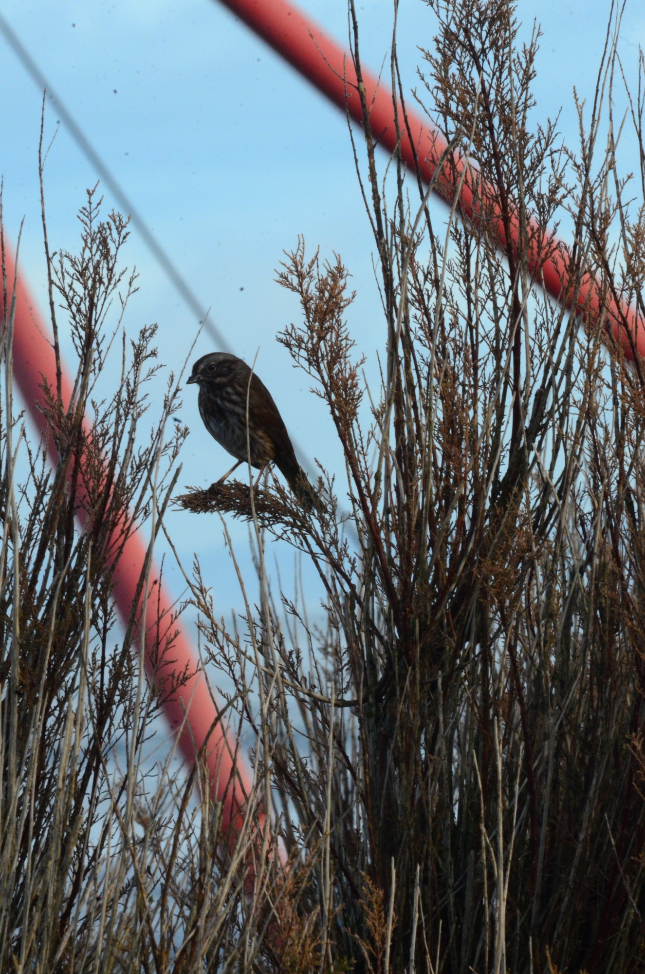 Fox Sparrow