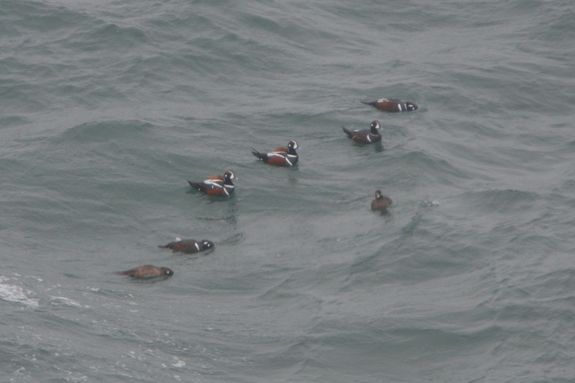 Group of harlequin ducks