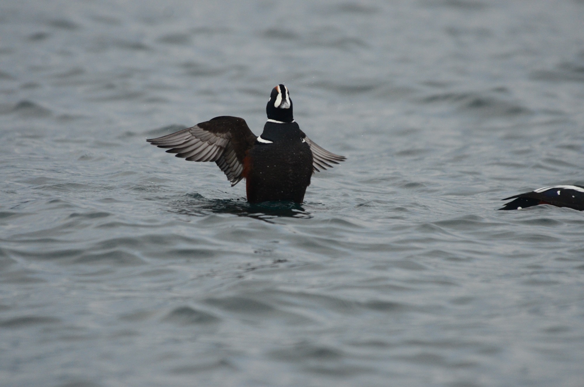 Harlequin duck