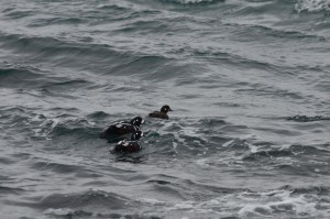 Harlequin Ducks