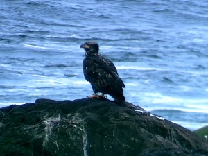 Immature Bald Eagle