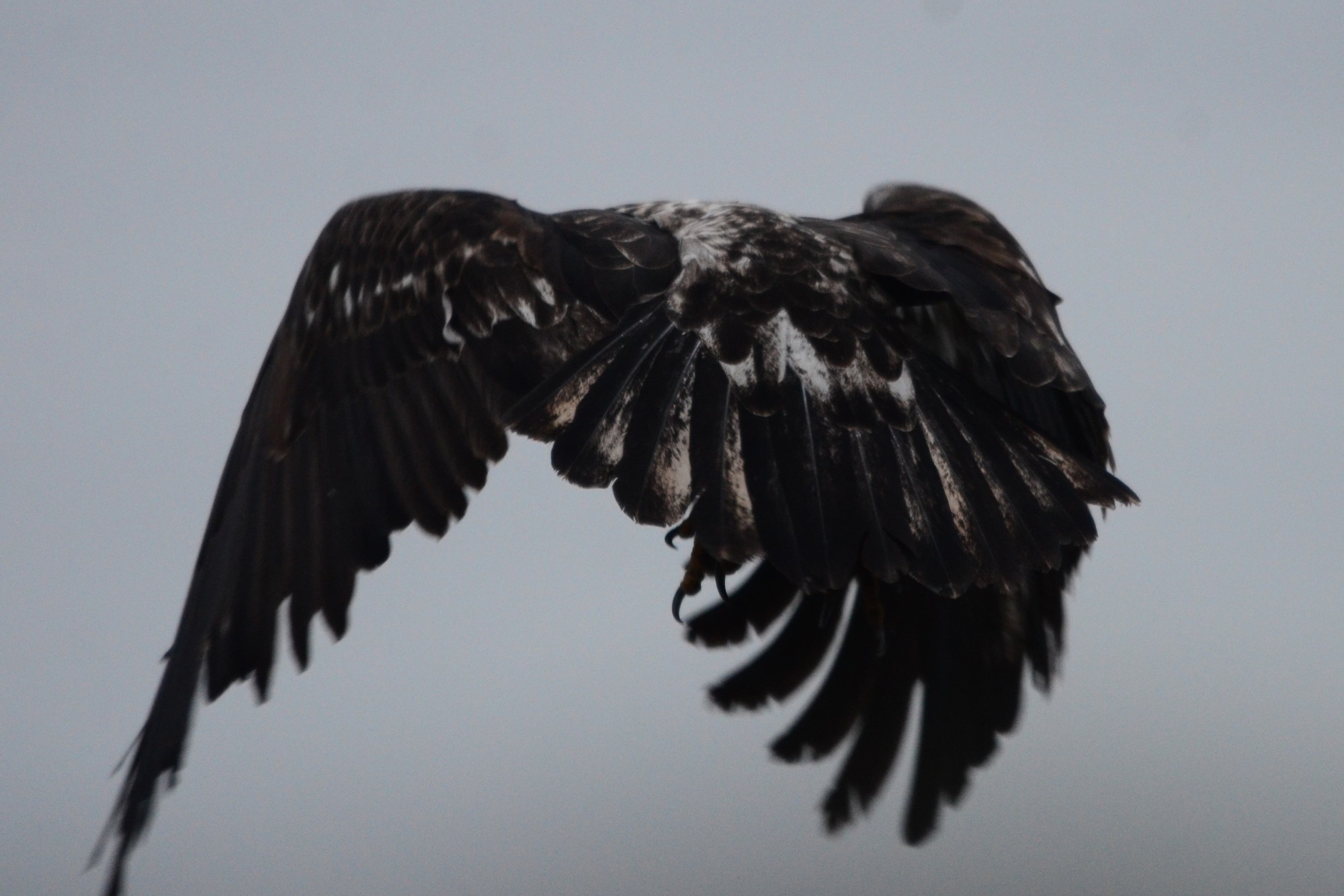 Immature Bald Eagle landing