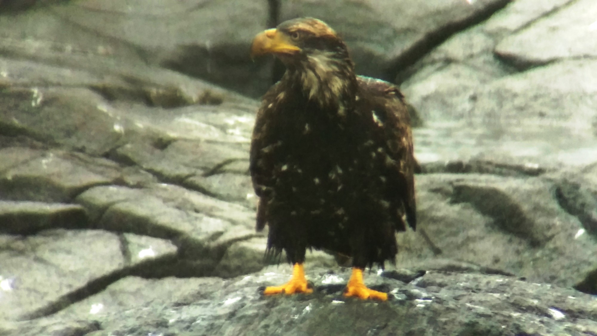 Immature Bald Eagle