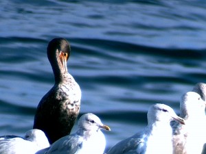 Immature cormorant preening