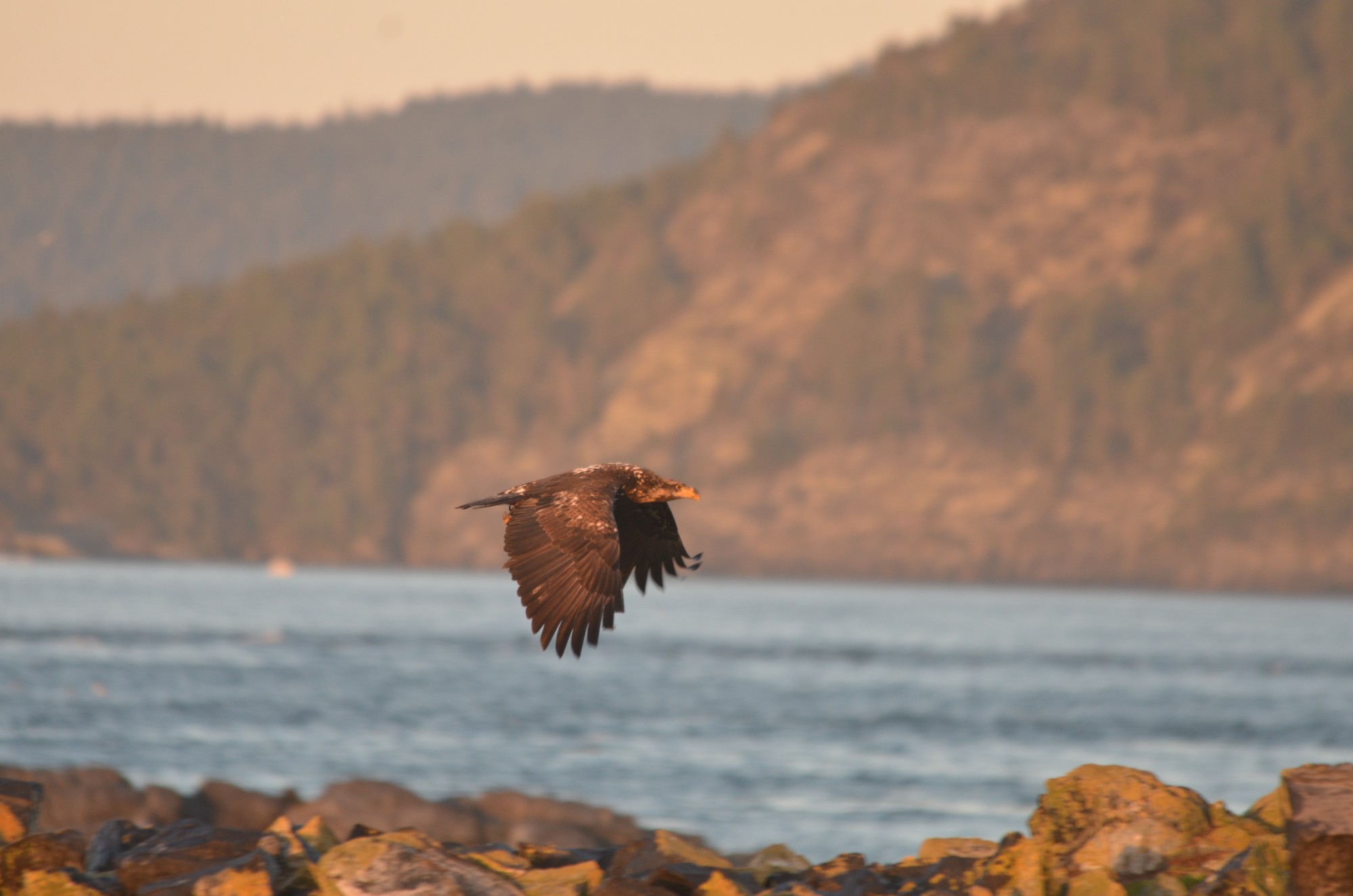 Juvenile Bald Eagle in flight