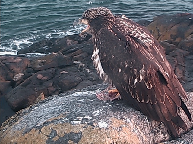 Juvenile Bald Eagle