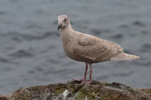 Juvenile Gull