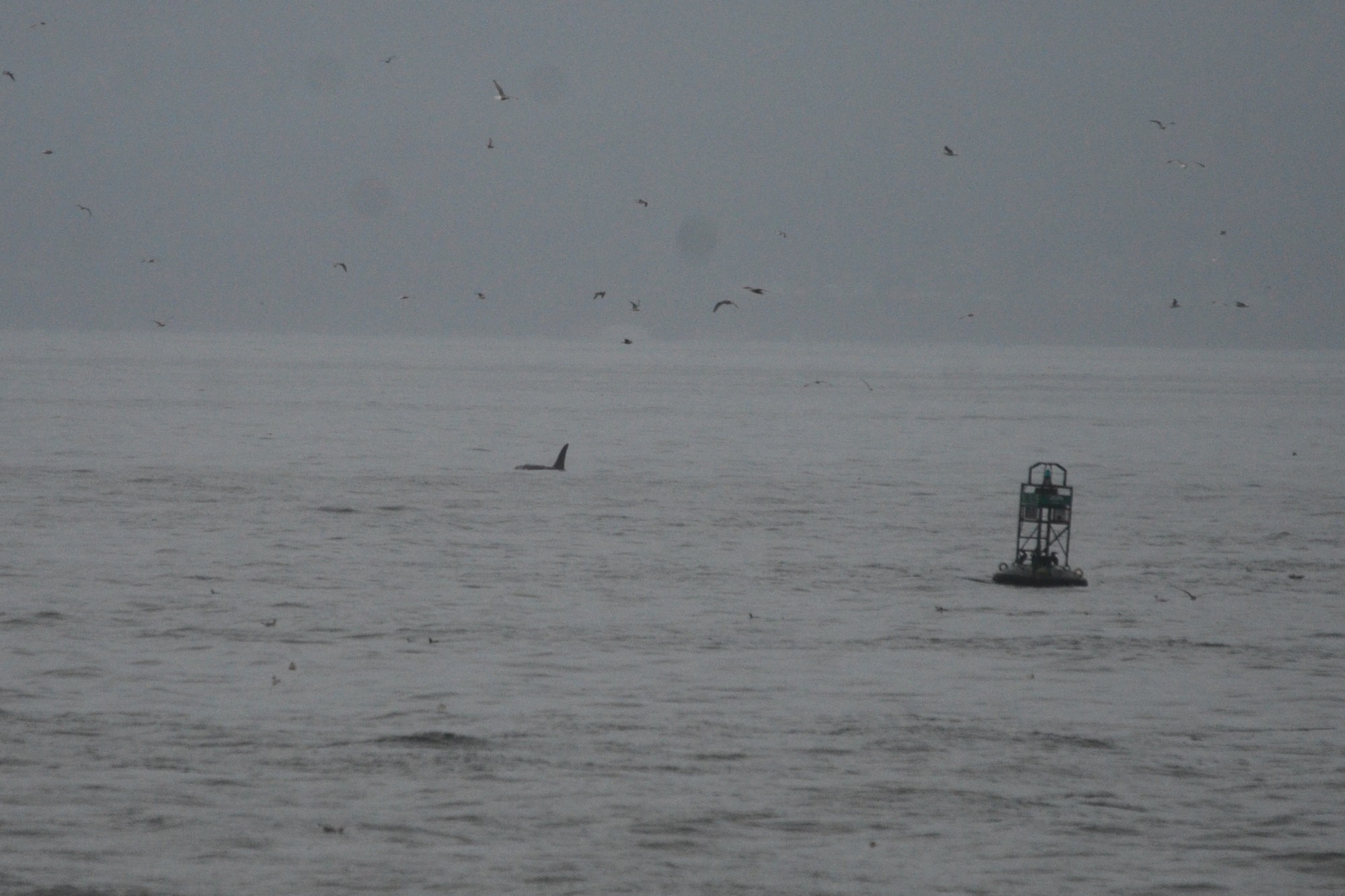 Male Orca in strait