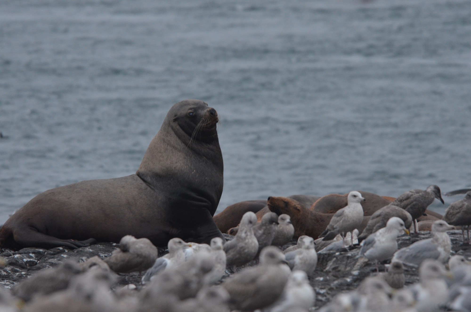 Male Sea lion appears to be blind in right eye, likely from dominance fights 