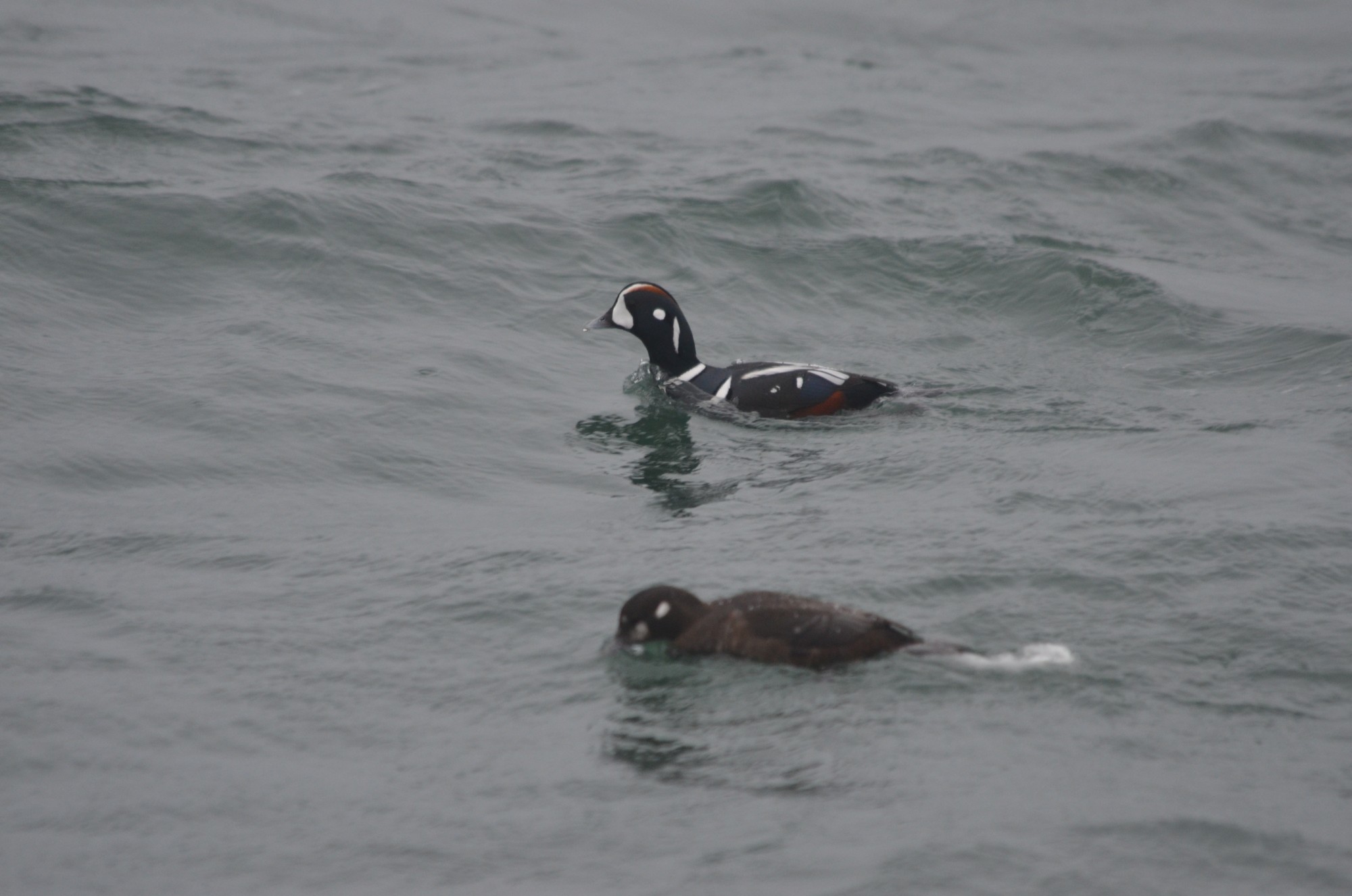 Male and female harlequin ducks