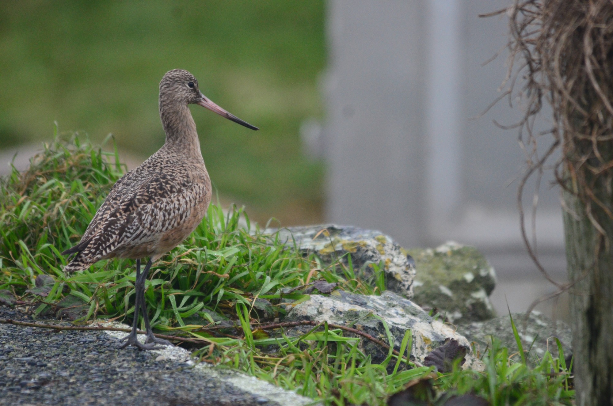 Marbled Godwit