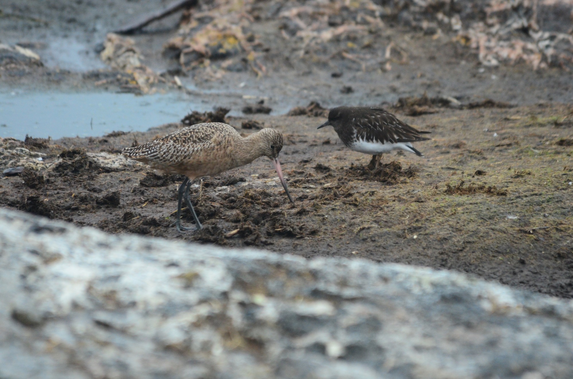 Marbled Godwit and Black Turnstone