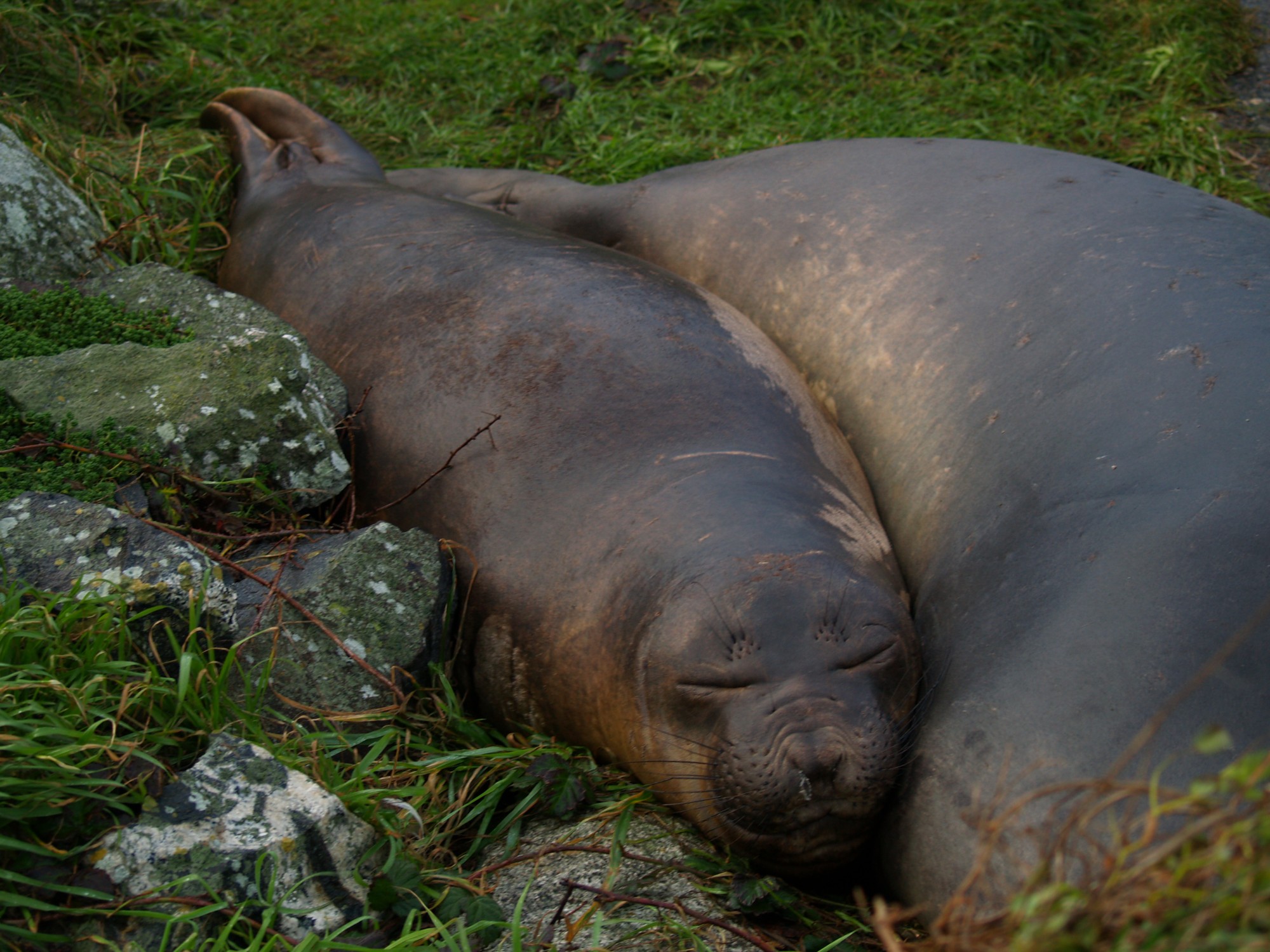 Maternal bond? Elephant Seals are not known for this