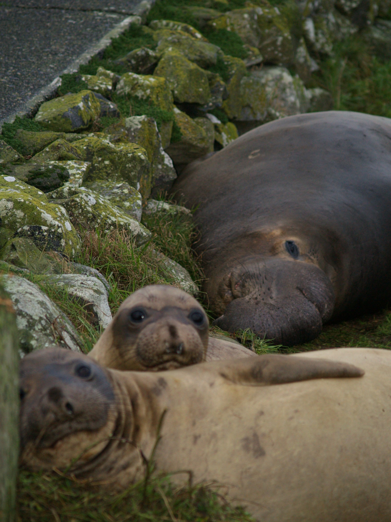 All but one of the Elephant seals on the main island