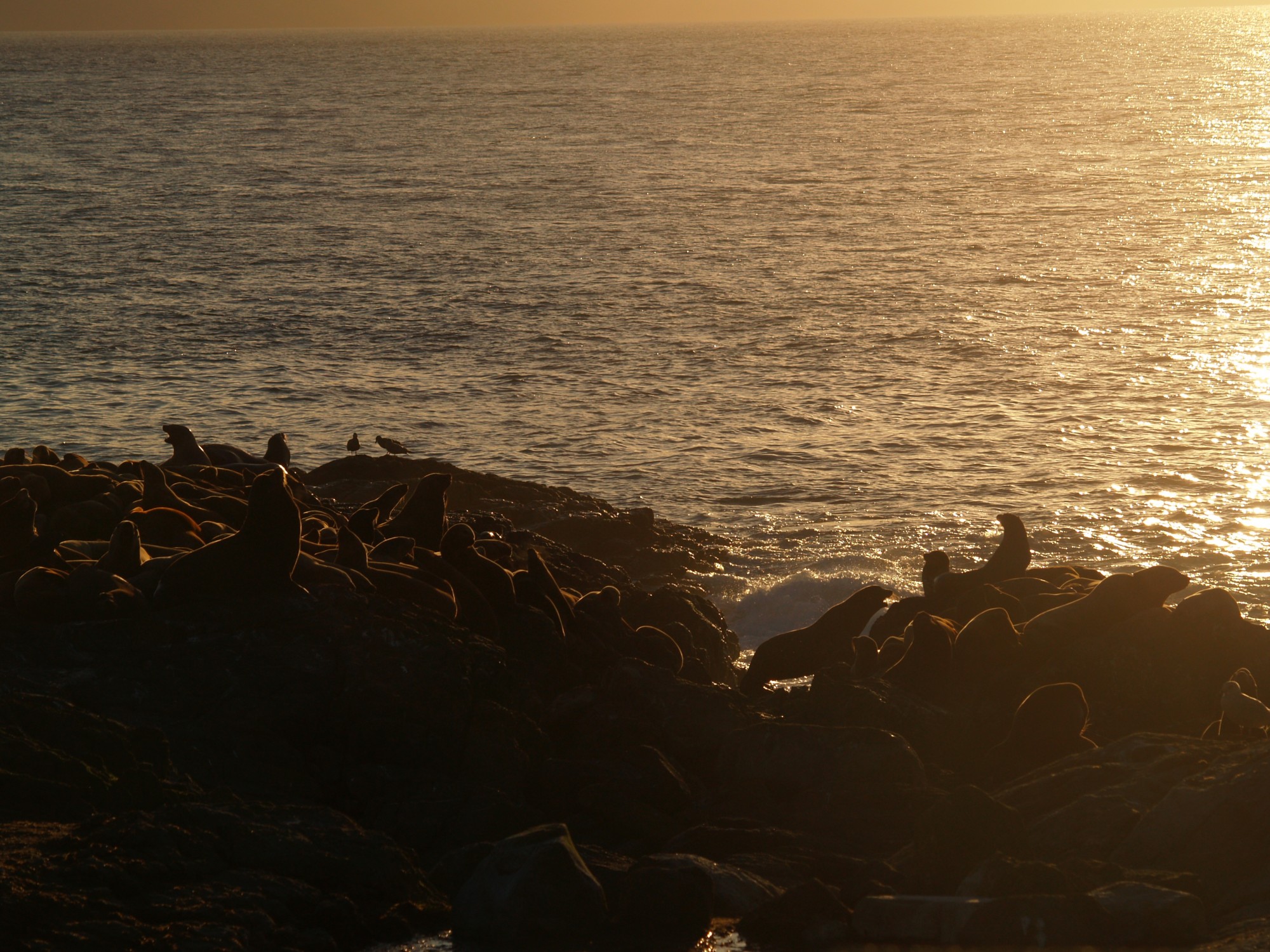 Sea lions at sunset