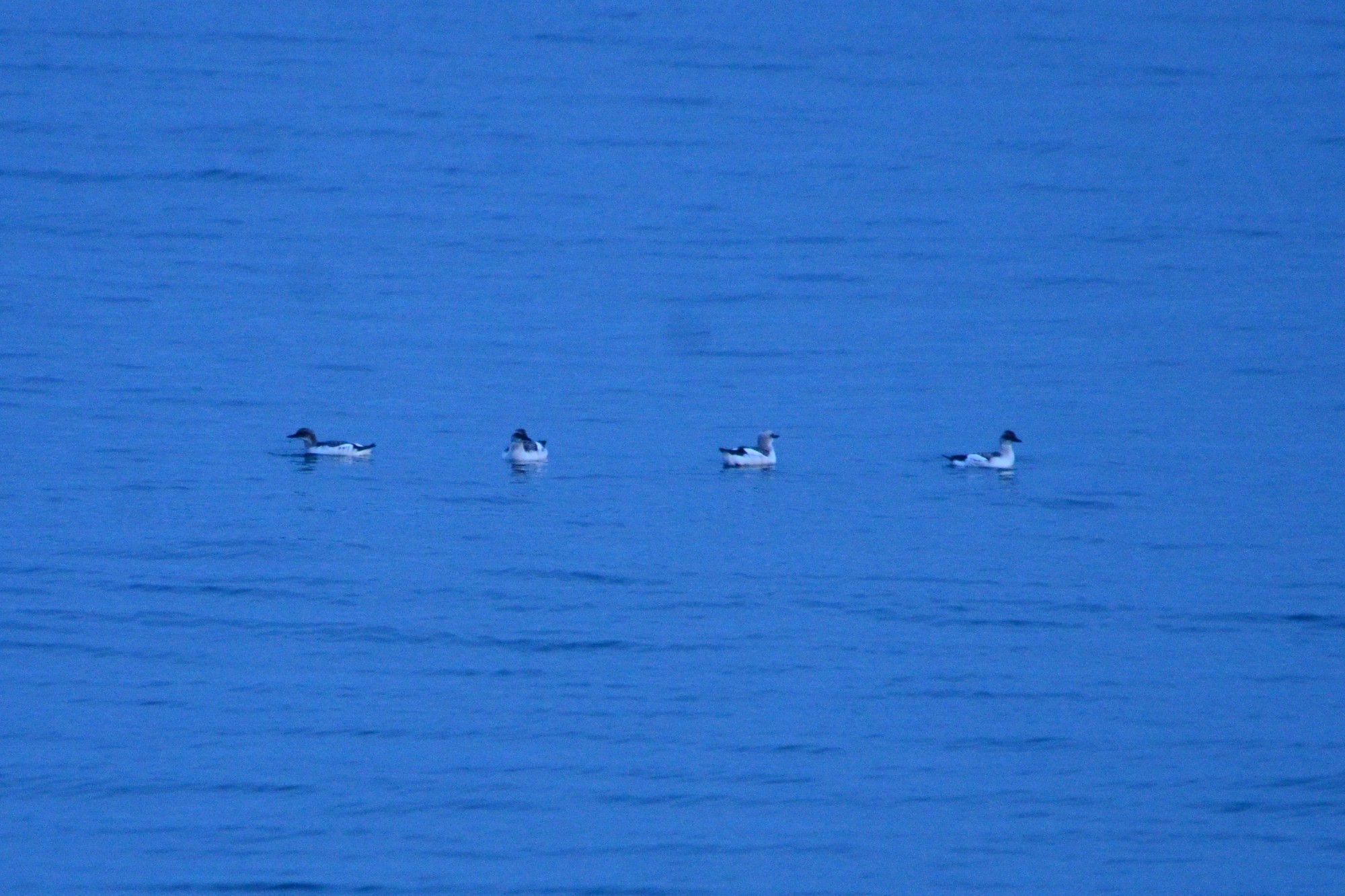 Pigeon Guillemots