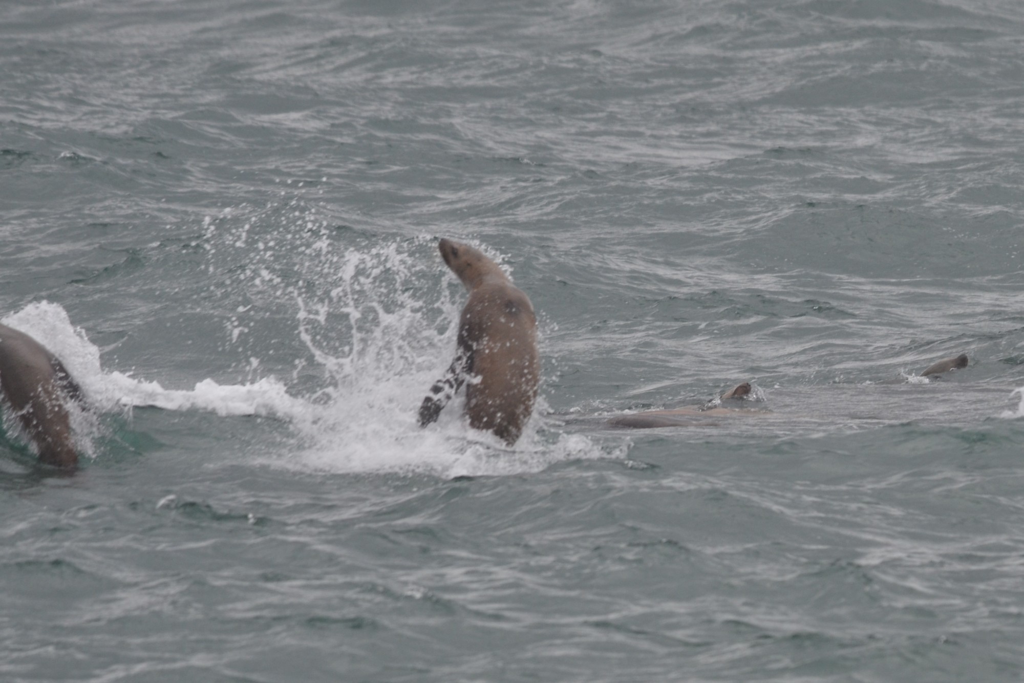 Sea lions playing in the surf